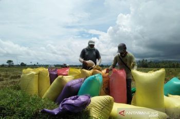 Tahun 2019 surplus beras Parigi Moutong capai 125.000 ton