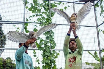 Burung hantu pembasmi hama tikus