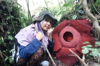Dua bunga Rafflesia mekar di kawasan hutan Maninjau Sumbar