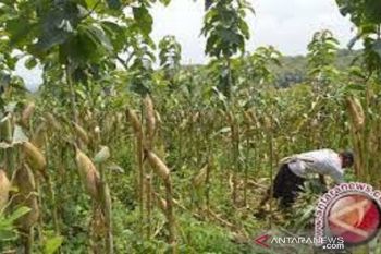 Tanaman sela Jagung menaikkan pendapatan masyarakat Kolaka Utara