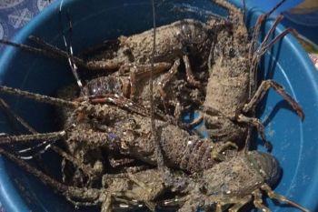 Nelayan Lebak diminta  budidayakan lobster