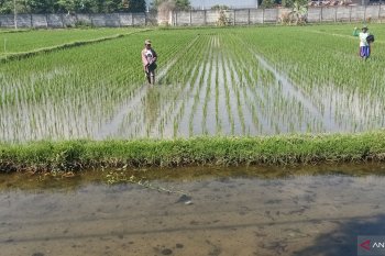 NTB menargetkan produksi padi 2,6 juta ton
