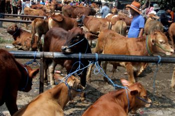 Produksi daging sapi nasional