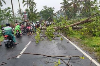 Warga diminta waspadai pohon tumbang