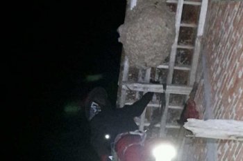 Disengat ratusan lebah seorang kakek meninggal