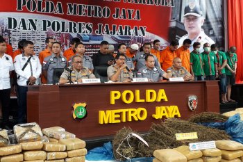 Ladang ganja di perbatasan Sumbar-Sumut, seluas 5 hektare umur diperkirakan delapan bulan