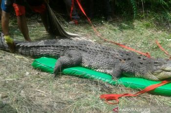 Buaya dari Bali dilepas di Sungai Way Kambas Lampung