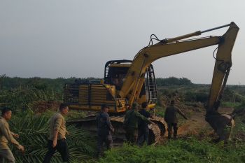 Potensi kerugian eksekusi perkebunan sawit Gondai Rp12,4 triliun