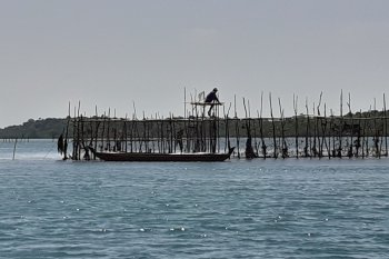 Jelang Imlek, Ikan dingkis masih langka di Batam