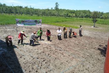 Gubernur Kalteng tanam dan sediakan mesin penggilingan padi