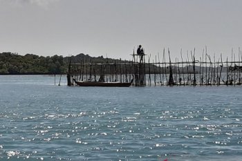Memburu Dingkis, "si emas hidup" jelang Imlek di perairan Batam