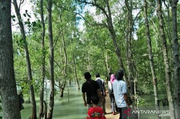 Wisata mangrove jadi harapan baru warga pesisir Tanjungpunai, Bangka Barat