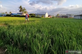 Petani Sigi memeriksa sawah