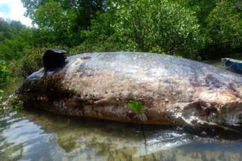 Seekor paus ditemukan mati terdampar di Pulau Rote
