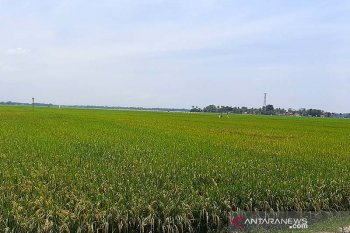 Sebagian area persawahan di Cilacap segera masuki masa panen