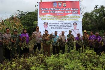Kelompok tani mama-mama Jayapura panen perdana kacang tanah