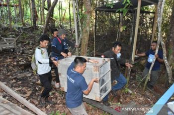 BKSDA evakuasi empat satwa dilindungi dari tempat wisata Barito Selatan