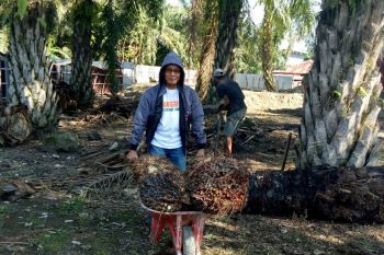 Apkasindo Sulsel harap pencairan dana peremajaan sawit tak dipersulit