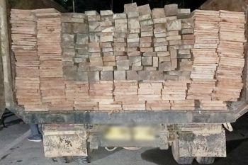 Truk bermuatan ulin dan meranti ilegal ditemukan di kebun sawit