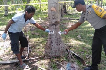 Gara-gara naik pohon kelapa, warga Dompu tewas dibunuh