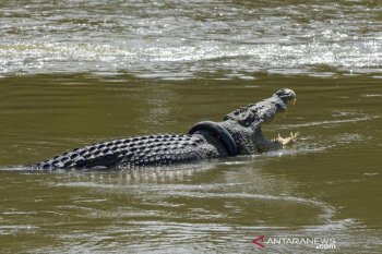 BKSDA's contest to remove tyre lodged around wild crocodile's neck