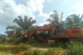 Petani gugat perdata DLHK Riau eksekusi ribuan hektare sawit Pelalawan
