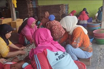 Produksi ikan teri asin meningkat, harga turun tipis
