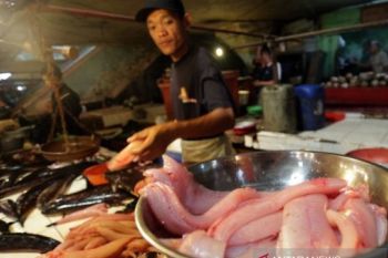 Harga eceran ikan gabus di Palembang  dipengaruhi cuaca