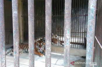 Sepasang harimau Sumatera lahir di Sumbar