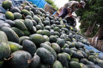 Panen buah semangka lebih awal