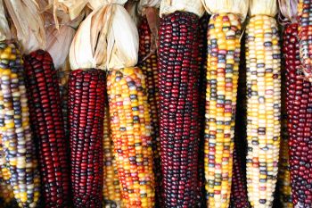 Kebun jagung pelangi jadi tempat berwisata