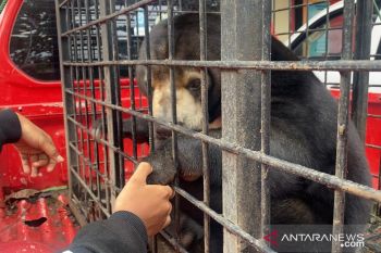Jacky dan Berby, sepasang beruang disita dari warga Pelalawan