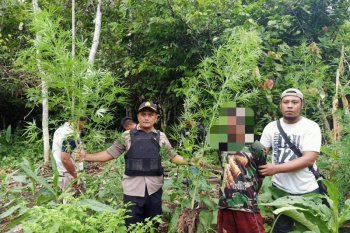Poliso ciduk pemilik ladang ganja seluas satu hektare