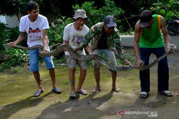 Warga Gowa tangkap ular Piton