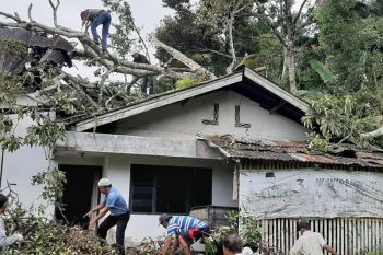 Tiga bangunan tertimpa pohon tumbang akibat angin kencang