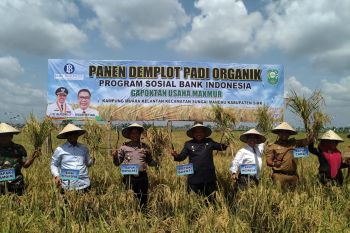 Siak pertahankan lahan persawahan seluas 5.000 ha