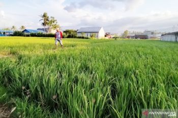 NTP Sulteng sepanjang Januari 2020 naik 0,20 persen