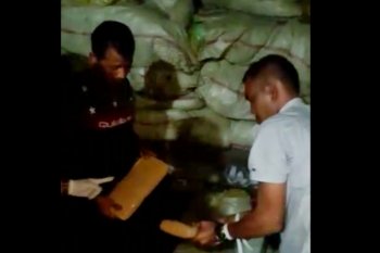 BNN bekuk lima kurir 250 kilogram ganja