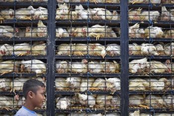 NTB siap mencetak 60.000 pengusaha peternakan milenial