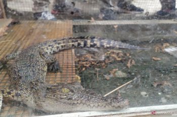 Petugas Damkar tangkap buaya muara yang berkeliaran