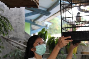 100.000 dosis vaksin tersedia antisipasi flu burung