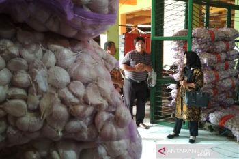 Corona dan pesona bawang putih