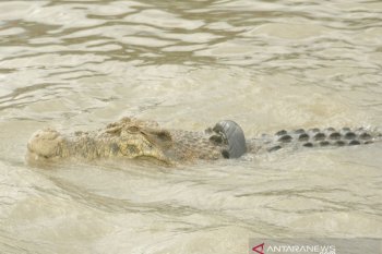 Buaya liar sungai Palu masih terlilit ban bekas