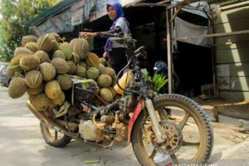 Musim durian di Mamuju
