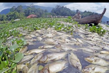 Fenomena ribuan ikan mati