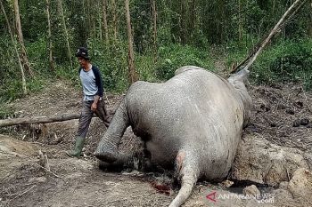 BBKSDA Riau kirim dua tim selidiki gajah mati di Bengkalis