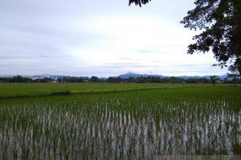 Hujan mulai rendam areal sawah di Kabupaten Maros