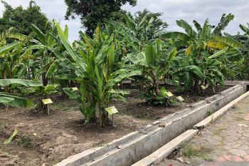 Kebun plasma nutfah pisang Yogyakarta ditata dari sisi selatan