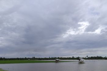 Banjir, 70 hektare sawah di Pasaman Barat terancam gagal panen