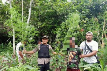 Kapolres Keerom: Kawasan Waris disinyalir banyak terdapat ladang ganja